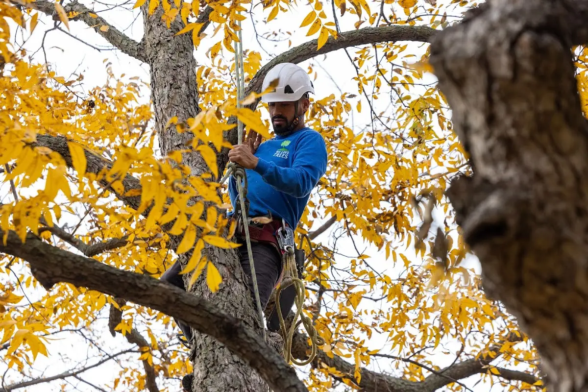 Skilled Tree Transplanting crew working in Stamford